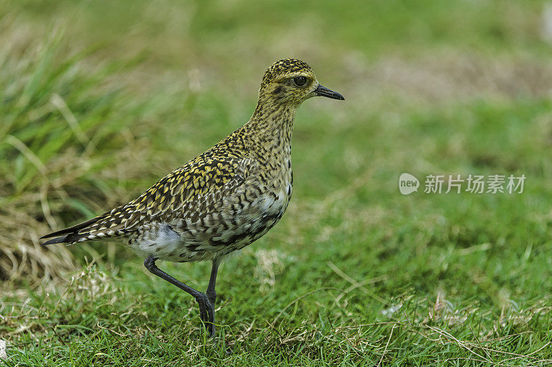 太平洋金鸻(Pluvialis fulva)是一种中型鸻。Papahānaumokuākea海洋国家纪念碑，中途岛，中途岛环礁，夏威夷群岛